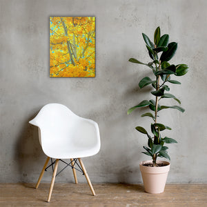 Aspen gold Canvas