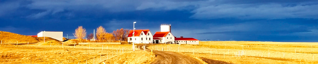 Icelandic farm